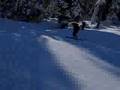 Gayler rips Silver Fir