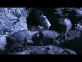 BBC-Nocturnal-Highwa