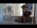 Which is the Guilty Dog