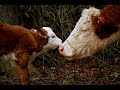 Slideshow by Peaceful Prairie Sanctuary with dramatic music showing the perspective of Lena, a mother cow. Duration 3:40