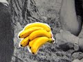 Bud Petal - 'The Ballad of the Chimp'