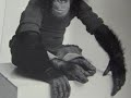 Bud Petal - 'The Ballad of the Chimp'
