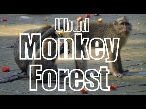 VIDEO: Ubud Monkey Forest