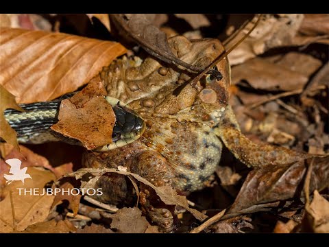Spiritual Meaning of Predator and Prey Relationships – thejbphotos.co