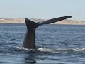 patagonia digital ballenas argentinas puerto piramide