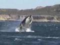 patagonia digital ballenas argentinas puerto piramide
