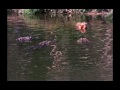 Jaguar vs. Alligators from Brutes and Savages (1978). Footage is © Factual Reports Corp.