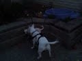 Bull Terrier vs Chihuahua Round 2 Bull Terrier vs Chihuahua Round 2