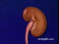 Male Urinary System