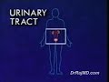 Male Urinary System