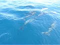 Dolphin in  Fiji