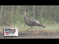 Turkey Hunting With the CVA Apex 12 Ga. Shotgun