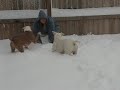 Bullies in the snow