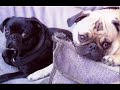 Cute Pugs Cute Pugs