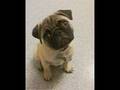 Cute Pugs