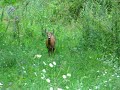 srnec lesn� Capreolus capreolus