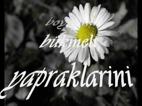 papatya