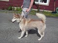 Chien Anouk ...