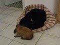 chien et lapin