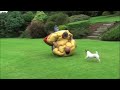 Sumo Irish Style