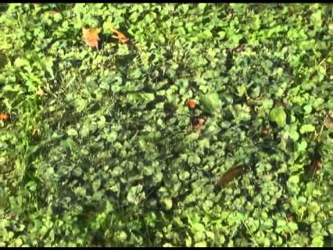 how to eliminate ivy in the ground