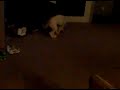 Duncan and Grover Wrestling