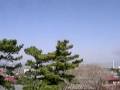 fuji yama 田子の浦からの富士山