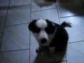 Luana border collie