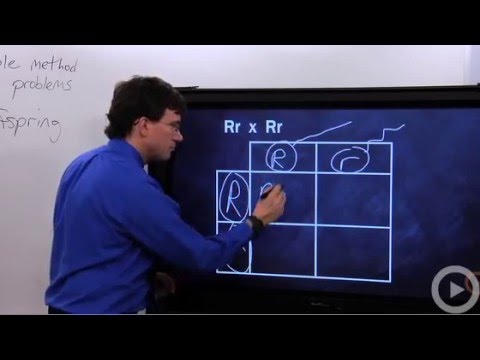 squares - Science Help at Brightstorm! http://brightstorm.com/science How to generate and use the Punnet squares.