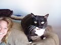 Meanest cat ever