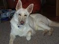 Large white german shepherd female