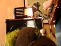 DIY Fender Princeton - distorting