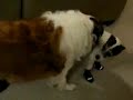 Milo Shakes His New Boots Off