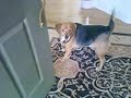 Bubby Hears a doorbell and does what bubby does!