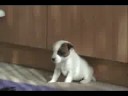 4 weeks parson russell Terrier