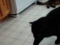 videos de Cats on the Prowl