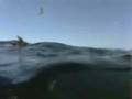 tiburon espectacular