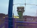 だちょう(1)