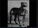Game Dogs of The Past Game Dogs of The Past