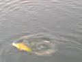 pesca 1.3gp pesca 1.3gp