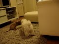 kolbie & rralph 4