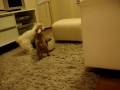videos de kolbie & rralph 4