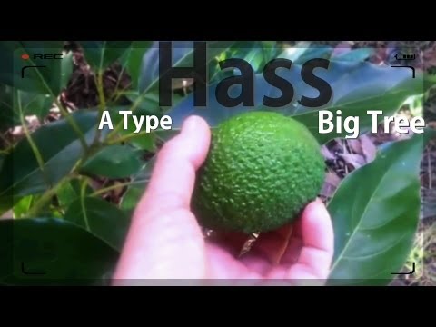how to transplant a mature avocado tree