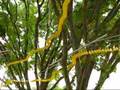 Tim Prentice Yellow Zinger Kinetic Sculpture