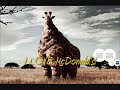 funny animals