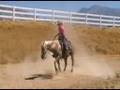 cowboys little spark palomino reining gelding for sale