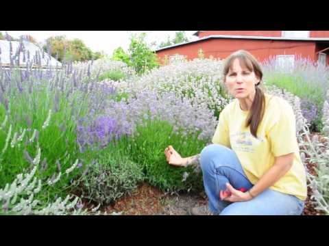 how to trim lavender