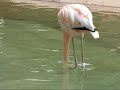Red-crowned Crane (Endangered Species)  &  Co. 