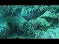 Scuba Diver Watching Green Sea Turtle Feeding In Maldives