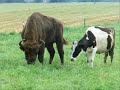 Siemiatycze, Głos Siemiatycz TV, Żubry w Borysowszczyźnie
